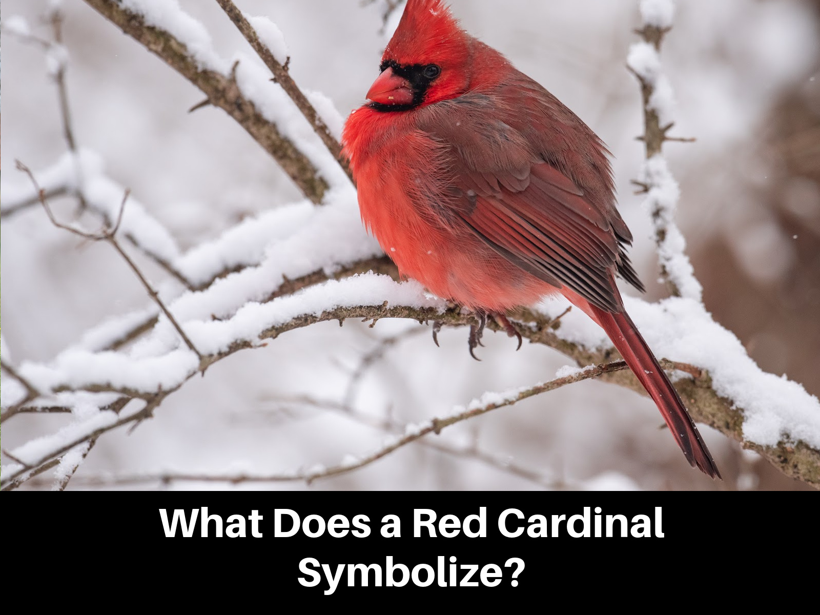 Καρδινάλιος συμβολισμός - είναι τύχη, τύχη ή κάτι περισσότερο;