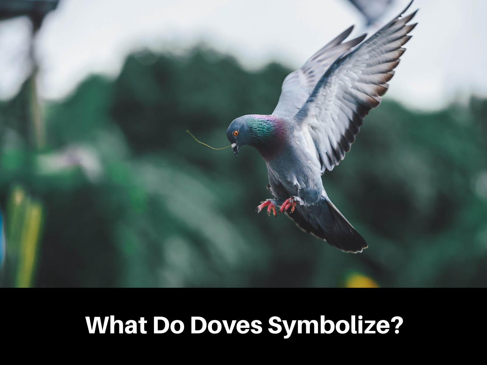 Dove Symbolism - Wêrom sjogge jo se