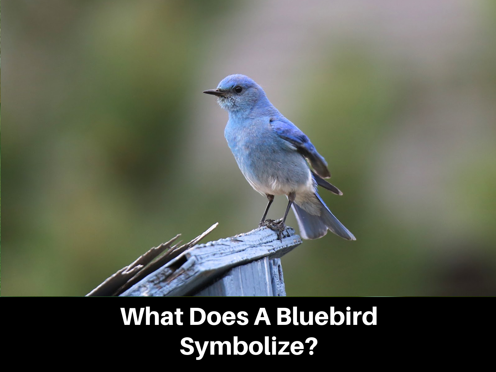 Symbolik des Blauen Vogels - Was er für Sie bedeutet